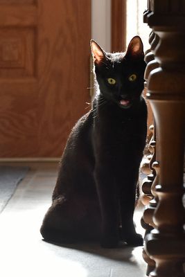 Meet Licorice!