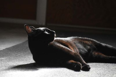 Laying In Sunlight