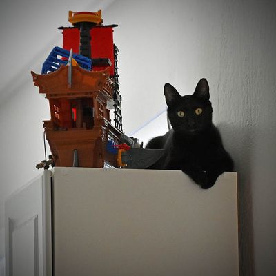 Meet Licorice!