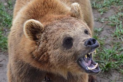 Feed Me!