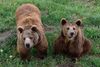 Yellowstone Bear World