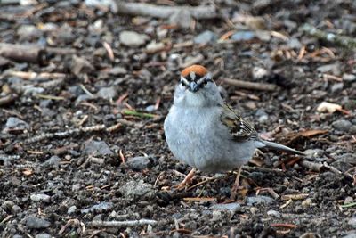 Chipping Sparrow - Head On