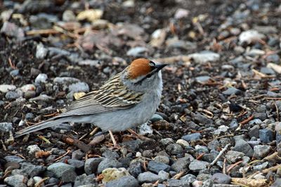 Chipping Sparrow Side