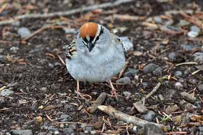 Chipping Sparrow - Watching Me