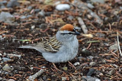 My First Chipping Sparrow