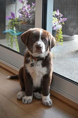 Teddy - Labrador and ?