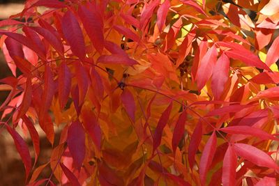 Detail of Orange and Gold Leaves