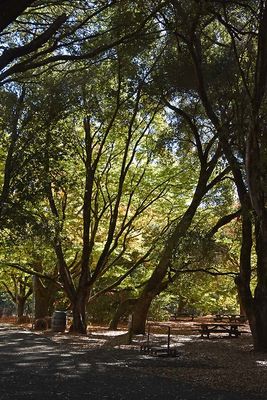 Picnic Area