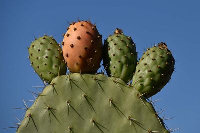 Cactus Apples