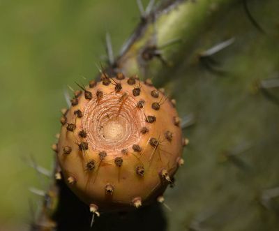 Cactus Apple Center (after flower has fallen)