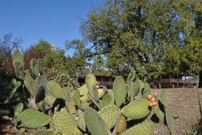 Cactus And Adobe