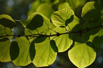 Overlapping Leaves