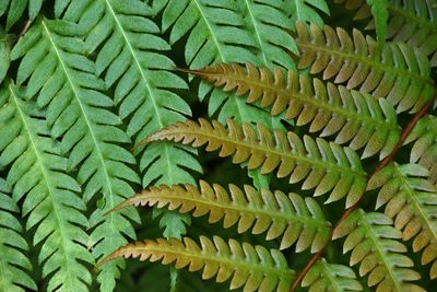 Crossed Ferns