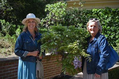 With the Bonsai Wysteria