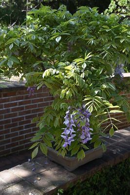 Wysteria Bonsai