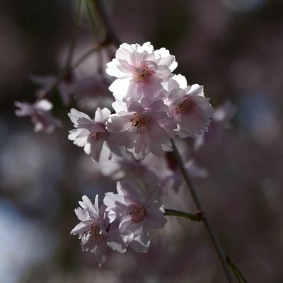 Sunlit Blossoms