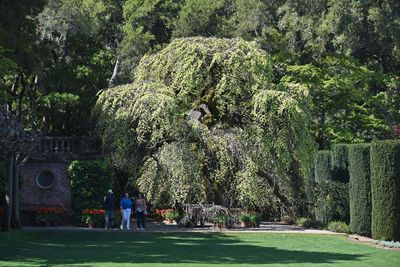 My Favorite Elm