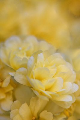 Yellows