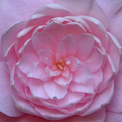Pink Camelia