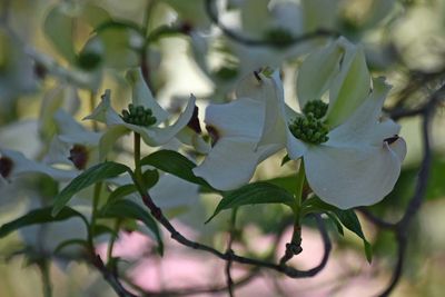 Dogwood Blossoms