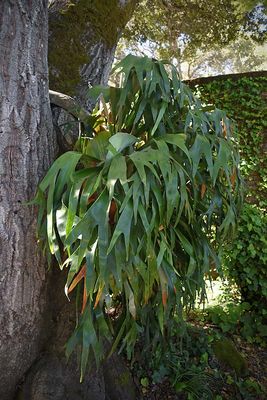 Staghorn Fern