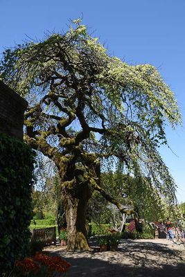 Favorite Old Elm