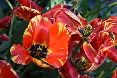 Red & Yellow Tulips