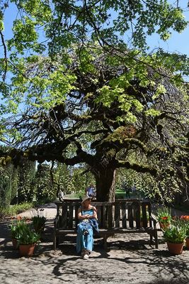 Sitting Under The Elm