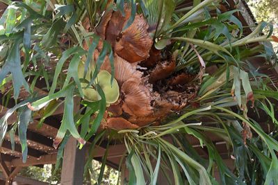 Close View of Staghorn Fern