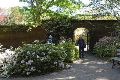 Azaleas Brick Arch