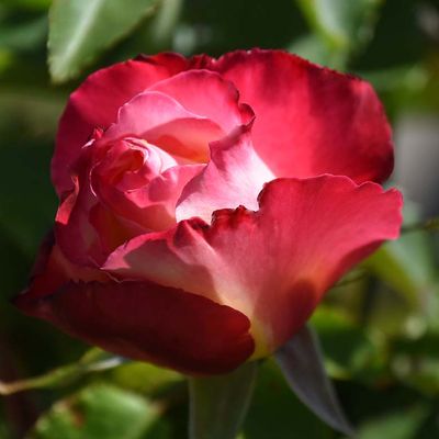 Red & White Rose