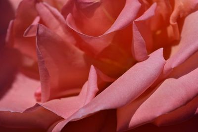 Pink Rose Petals