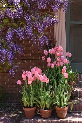 Tulip and Wysteria By Steps