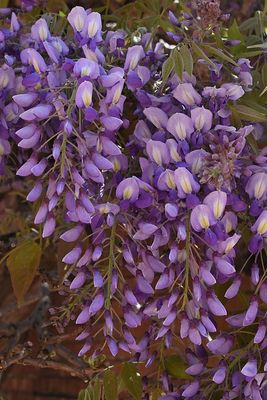 Wysteria Close Up