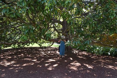 Under Huge Magnolia