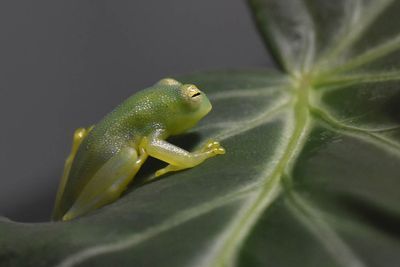 Glass Frog