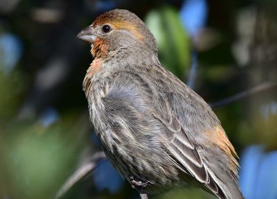 Detailed House Finch