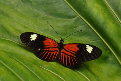 Beautiful Butterfly On Green