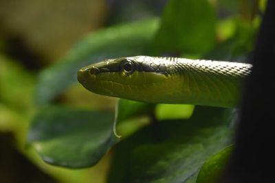 Green Rat Snake