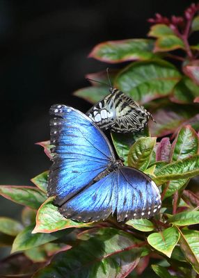 Morpho and Green Birdwing (Fem) Butterflies
