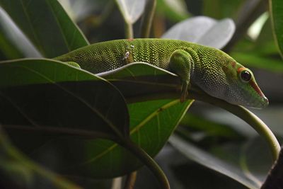 Madagascar Day Gecko