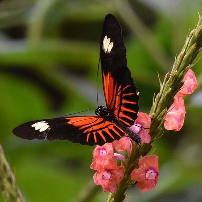 Black Red & Yellow Butterfly