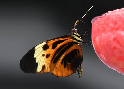 Another Favorite Butterfly