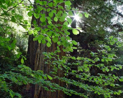 Redwood Sunstar
