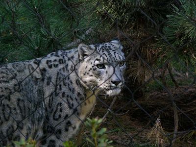 Snow Leopard Checking Things Out