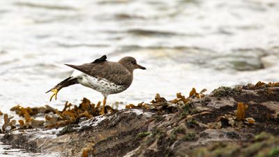 SURFBIRD-FOOT UP