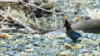 STELLER'S JAY