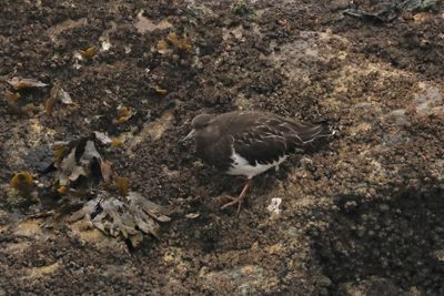 BLACK TURNSTONE