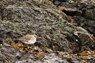 DUNLIN #3