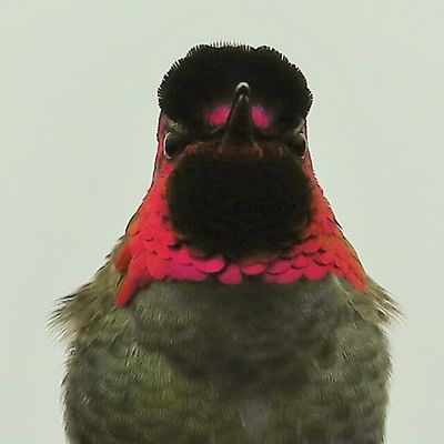 ANNA'S H. VICTORIA 2022.jpg